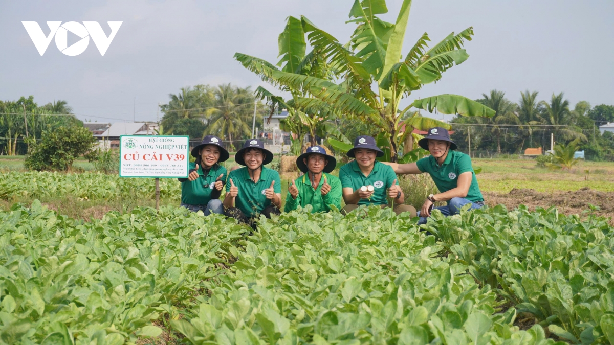 Nông dân Đồng Tháp “vượt khó” trồng rau màu trong mùa mưa lũ